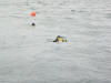 In the water.