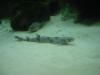 Dogfish in the aquarium.