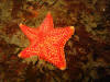 Yet another starfish