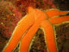 Another starfish