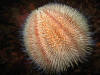 Urchin