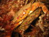 Velvet Crabs