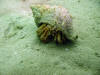 Hermit crab