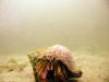 Hermit crab