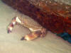 Edible crab