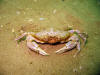 Crab