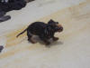 Sunbad the Sausage Dog!