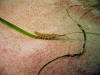 Little animal thing