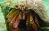 Hermit crab