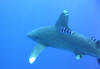 Oceanic white tip