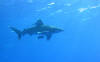 Oceanic white tip