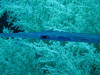 Pipe fish