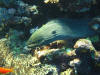 Moray