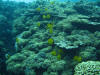 Reef