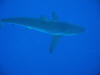 Oceanic white tip