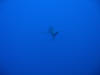 Oceanic white tip