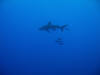 Oceanic white tip