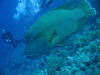 Large Napolean wrasse