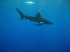 Oceanic white tip