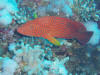 Grouper