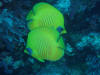 Butterfly fish